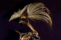 藏品(大天堂鳥)的圖片